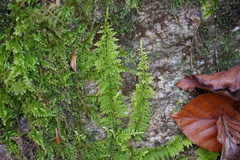 Thuidium