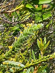 Struthiola tomentosa