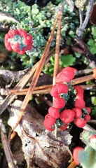 Cladonia floerkeana