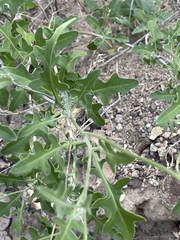 Lyrocarpa coulteri