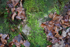 Thuidium