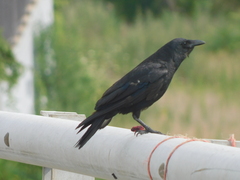 Corvus ossifragus