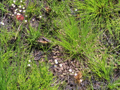 Disa bivalvata