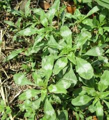 Amaranthus polygonoides