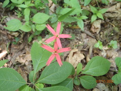 Silene virginica
