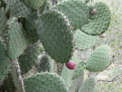 Opuntia streptacantha