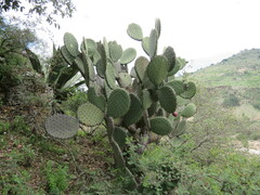 Opuntia streptacantha