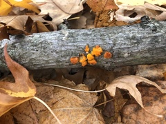 Dacrymyces chrysospermus