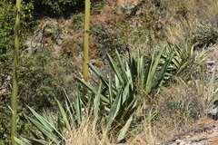 Furcraea