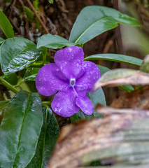 Brunfelsia