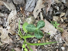Trillium stamineum