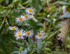 Erigeron coulteri