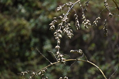 Furcraea