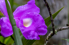 Sobralia macrantha