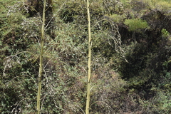 Furcraea