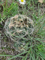 Coryphantha radians