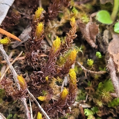 Geheebia gigantea
