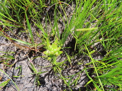 Disa bivalvata
