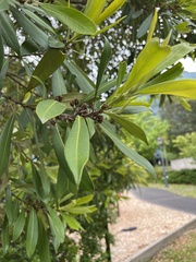 Laurus nobilis