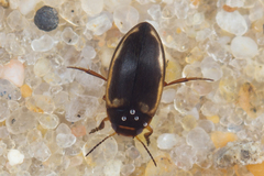 Hydroporus
