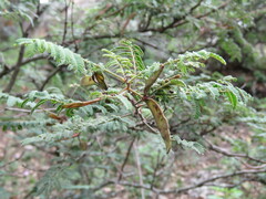 Mimosa aculeaticarpa