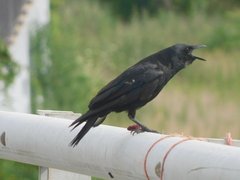 Corvus ossifragus