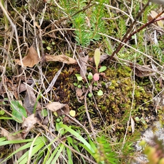 Geheebia gigantea