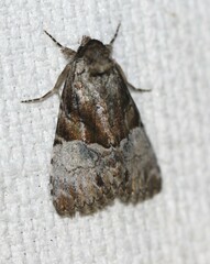 Alophosoma emmelopis