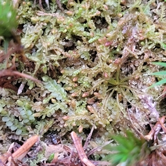 Pedinophyllum interruptum