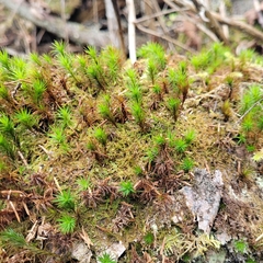 Pedinophyllum interruptum