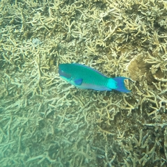 Chlorurus microrhinos