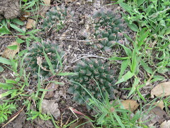 Mammillaria uncinata