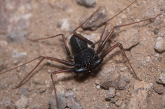 Paraphrynus carolynae