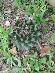 Mammillaria uncinata