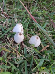 Leucocoprinus