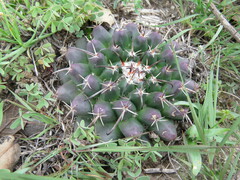 Mammillaria uncinata