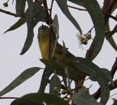 Leiothlypis ruficapilla