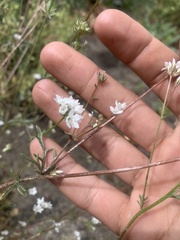 Gilia capitata abrotanifolia