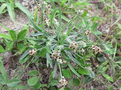 Plantago erecta