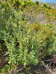 Grubbia tomentosa