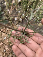 Gilia capitata abrotanifolia