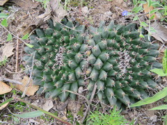 Mammillaria uncinata