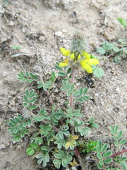 Dalea lutea