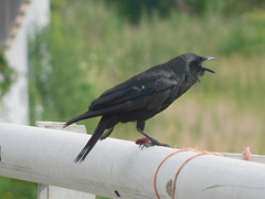 Corvus ossifragus