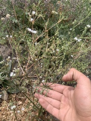 Gilia capitata abrotanifolia