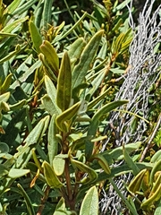 Grubbia tomentosa