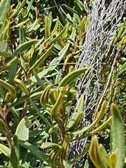 Grubbia tomentosa