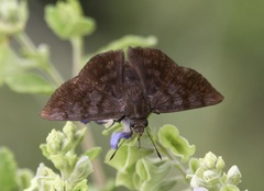 Pellicia arina