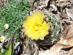 Coryphantha radians