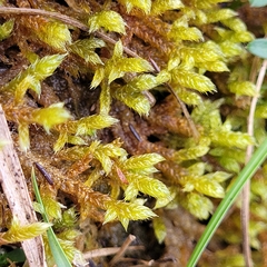 Hypnum cupressiforme lacunosum